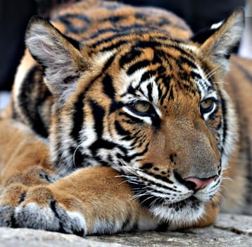 Cuddly cat