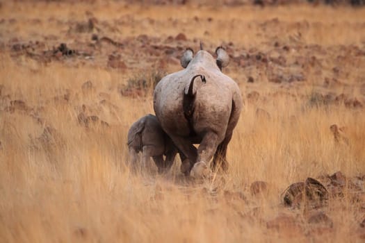 Black rhinoceros (Diceros bicornis),mother with child. Taken in Damaraland in northern Namibia,where a small population of these endangered animals still lives.