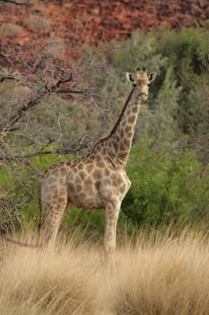 Giraffe (Giraffa camelopardalis) im Damaraland in Namibia