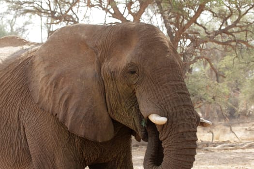 Desert Elephant