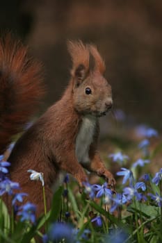 Flowery