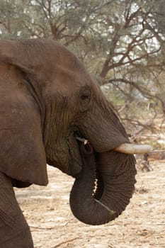 Desert Elephant