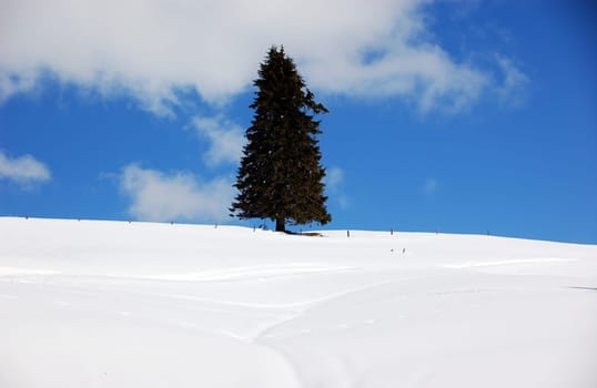 Lonely Tree 7927