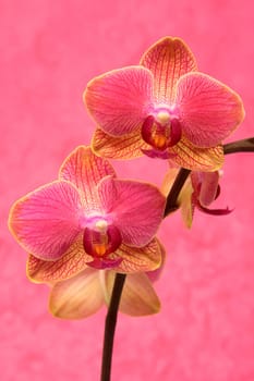 Phelanopsis