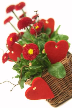 bellis in love