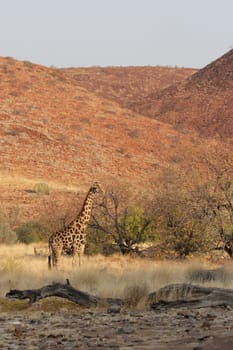 Giraffe (Giraffa camelopardalis)