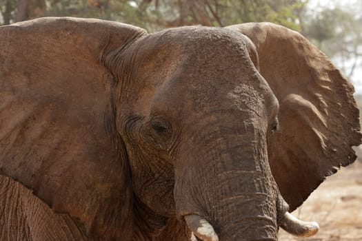 Elephant Portrait