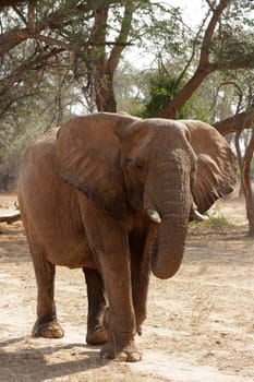 Desert Elephant