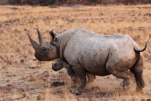 Black rhinoceros (Diceros bicornis)