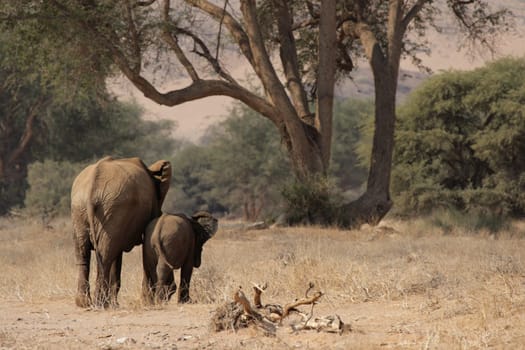Desert elephants in the dry valley of the Huab River,Damaraland,Namibia  these elephants have adapted to the extreme aridity of this area.