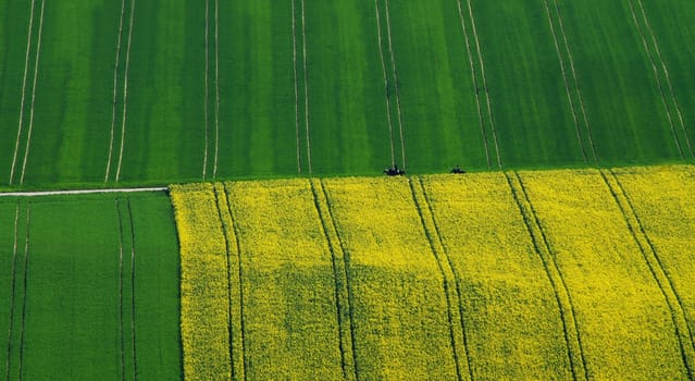 Green and Yellow