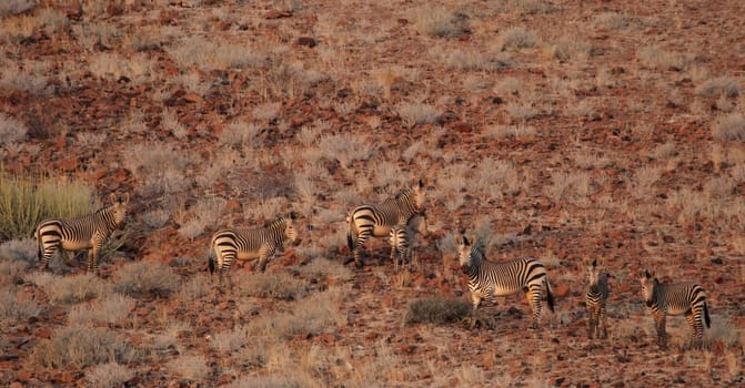 Mountain zebras (Equus zebra hartmannae)
