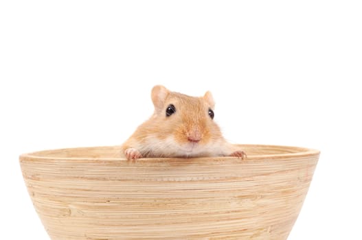 Little Clever Mouse