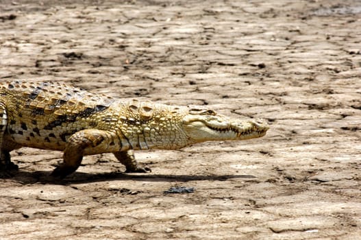 Crocodile wanders over dry swamp
