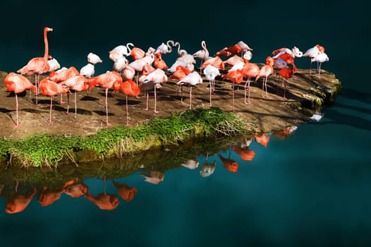 Flamingo Island
