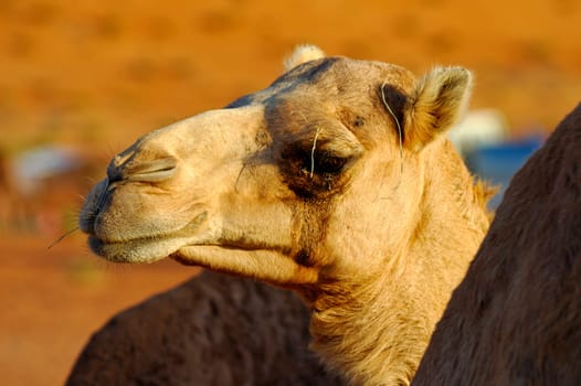 Camel portrait