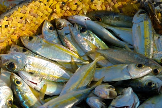 Fresh sardines in a basket