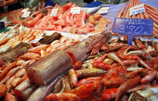 Fish Market 0266