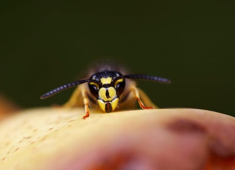 mandibles