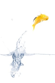 Happy Fish