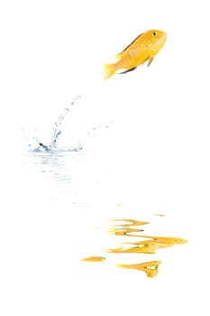 Zest for life