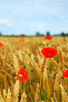 Grain and poppy field