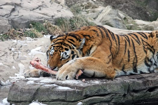 Tiger Eating No.4