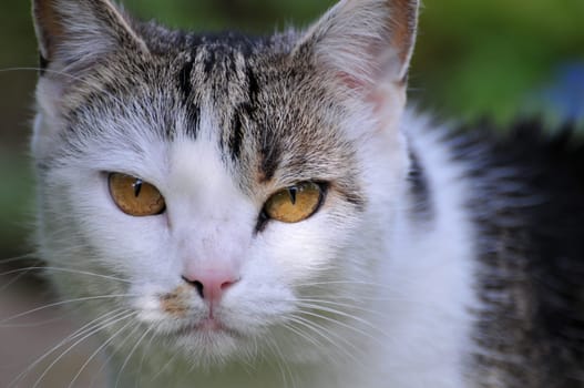 Cat's Eyes