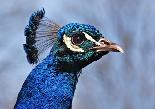 Peacock Portrait