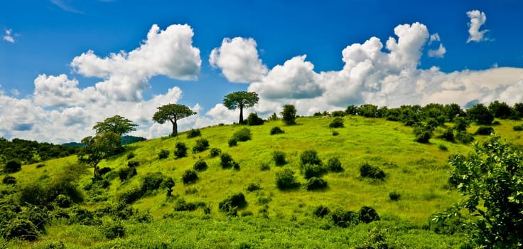 Tree and hilly landscape in Africa