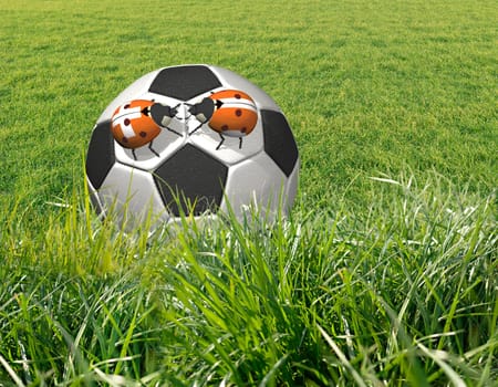 European Football Championship 2008,cartoon