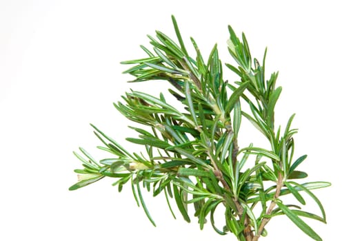 Rosemary