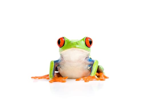 frog on white