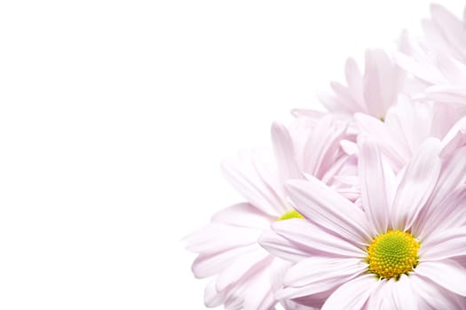 daisy corner