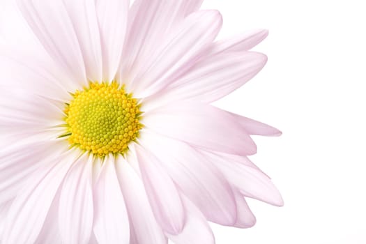 daisy high-key isolated