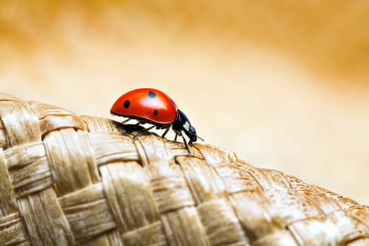 ladybug
