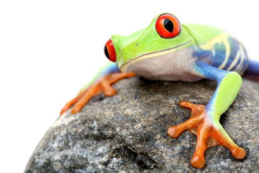 frog on a rock isolated