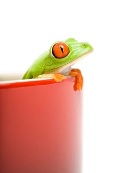 frog looking out of cooking pot