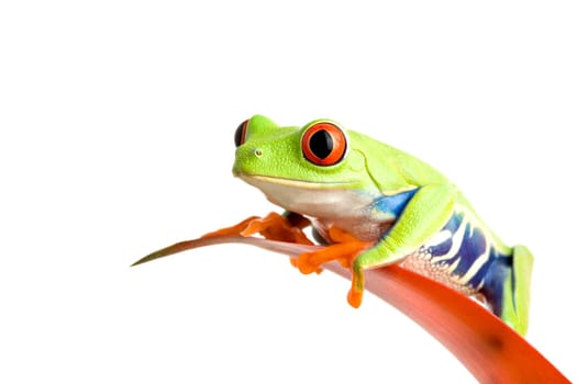 frog on guzmania