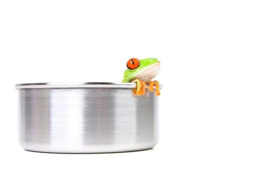 frog on cooking pot