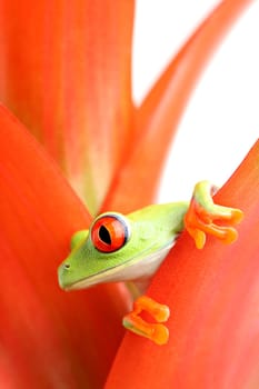 red-eyed tree frog
