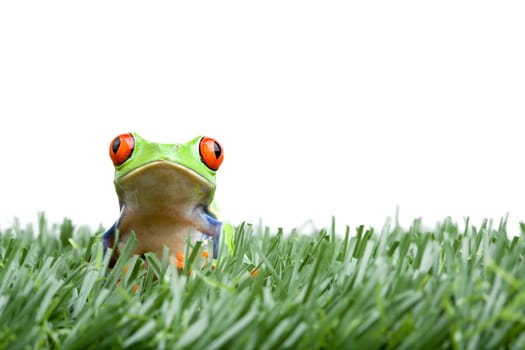 red-eyed tree frog in grass isolated