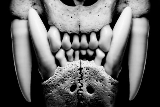 evil skull isolated on black (bobcat)