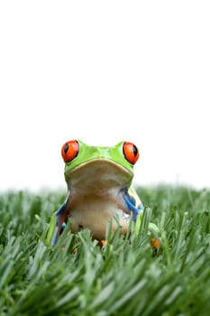 red-eyed tree frog in grass