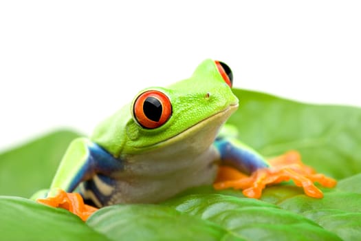 frog on a leaf