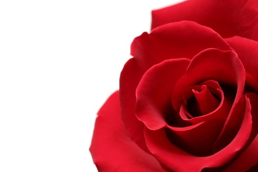red rose
