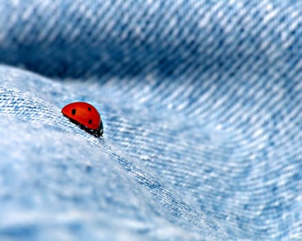 ladybug on blue jeans wave