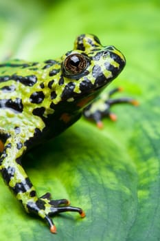 frog on a leaf