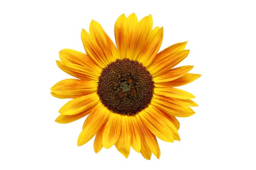 sunflower rusted