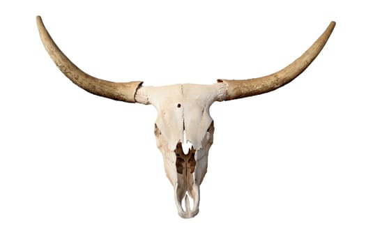 steer skull isolated